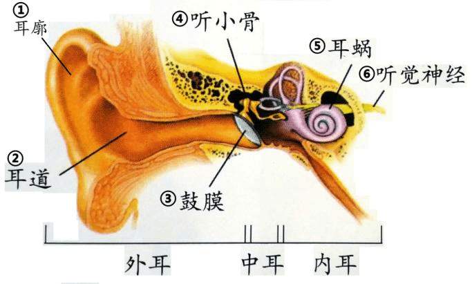 爱耳日科普系列正确认识耳鸣,爱耳日科普资料