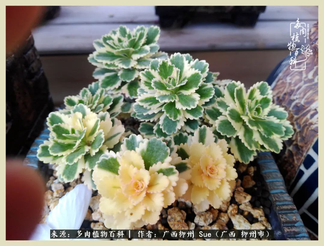 艳阳高照凉爽贵州，我要勤快地捕捉美好！（二）