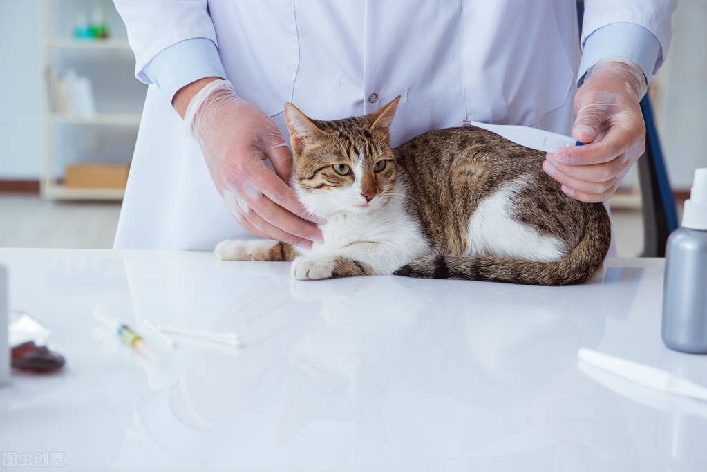 猫咪黑下巴会传染给别的猫吗,猫咪黑下巴是什么原因引起