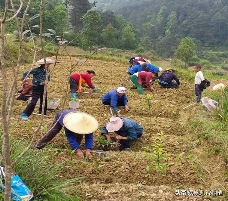 农村种植作物怎么赚钱的,三农种植哪种最赚钱快