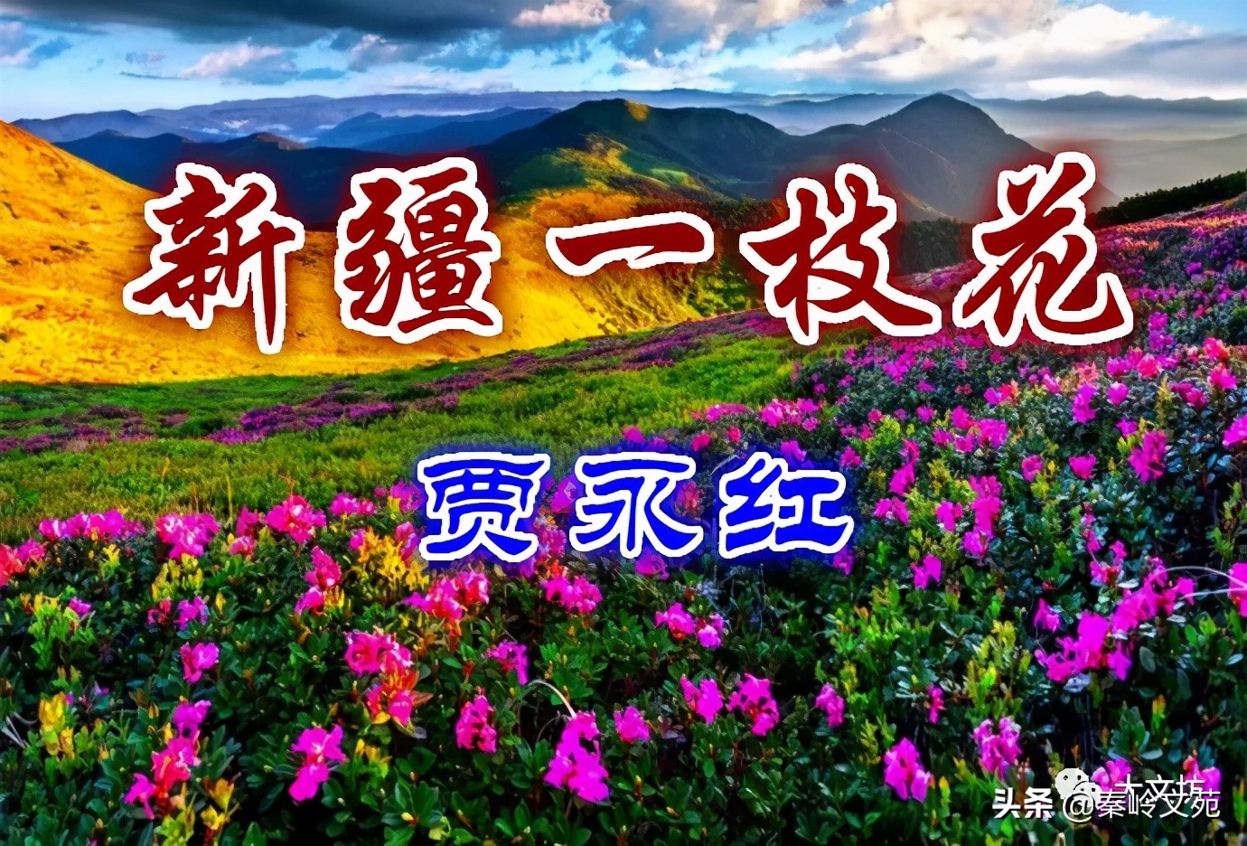 贾永红最新视频,新疆一枝花作家贾永红