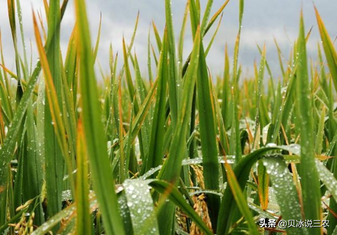 旱稻种植技术每亩用种量,旱稻种植技术和管理方法