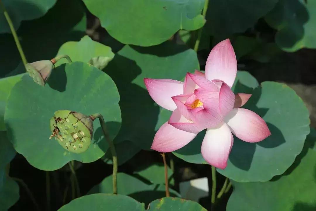 又到一年赏荷季又见荷花,广州莲花山荷花