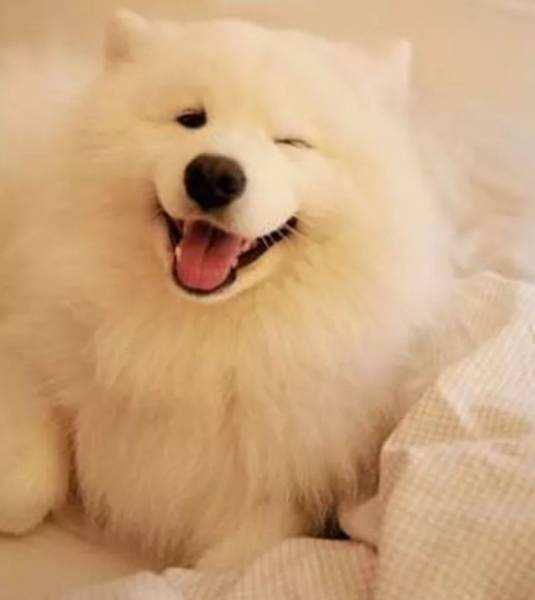 雪橇三傻萨摩耶如何训练抓野兽,萨摩耶雪橇三傻