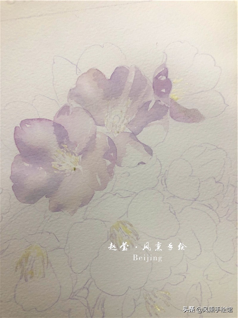 美丽的水彩樱花,水彩樱花图
