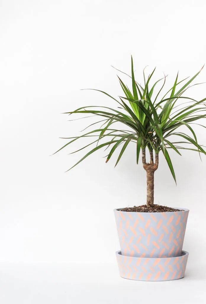 盆栽客厅千年木,养不死的客厅大绿植千年木