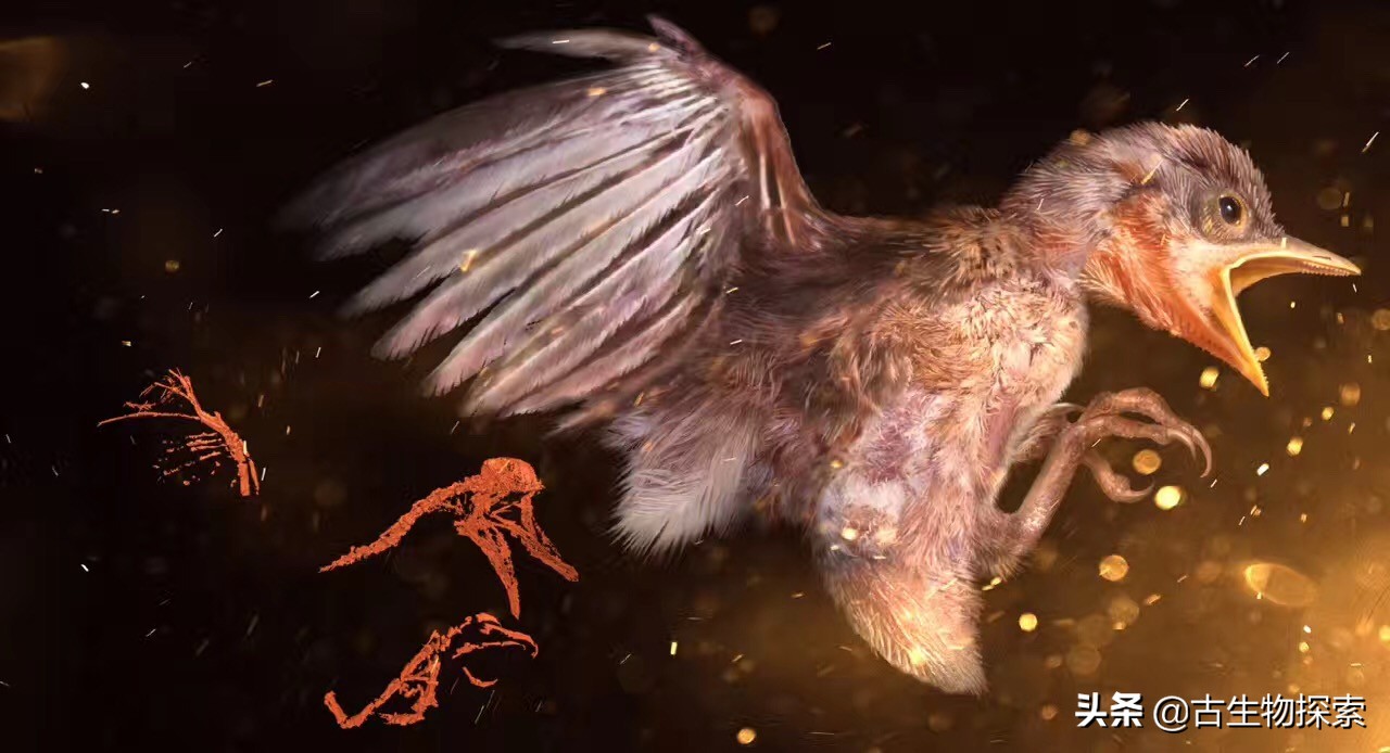 琥珀发现恐龙羽毛了吗,琥珀里面有恐龙羽毛