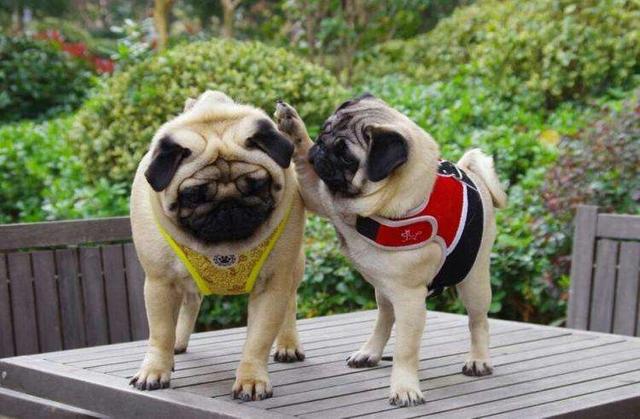 巴哥犬臭怎么解决,巴哥犬体臭怎么消除掉