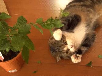 家有萌猫，千万别养这些花草！！