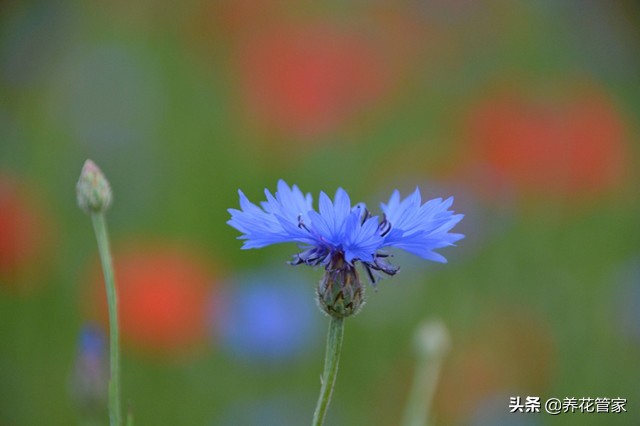 蓝色花卉矢车菊,最名贵的蓝色矢车菊