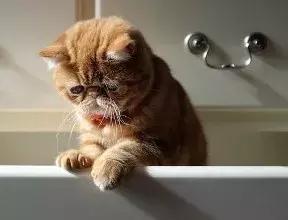 为什么很少有人养加菲猫,最难养的猫加菲猫