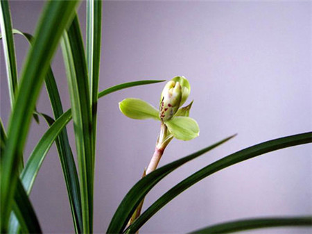 茶花是我国的十大名花吗,中国十大名花图片及花语