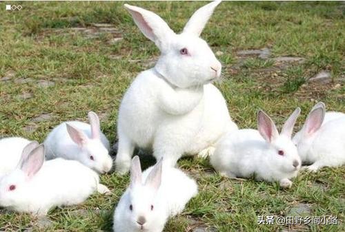 兔子养殖技巧,兔子养殖技巧视频教程