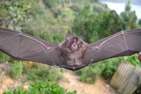 蝙蝠那么多病毒为什么不灭绝它,蝙蝠为什么是奇葩动物呢