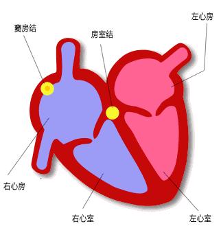 我们是怎么动起来的,心动的人的心室是怎么跳动的