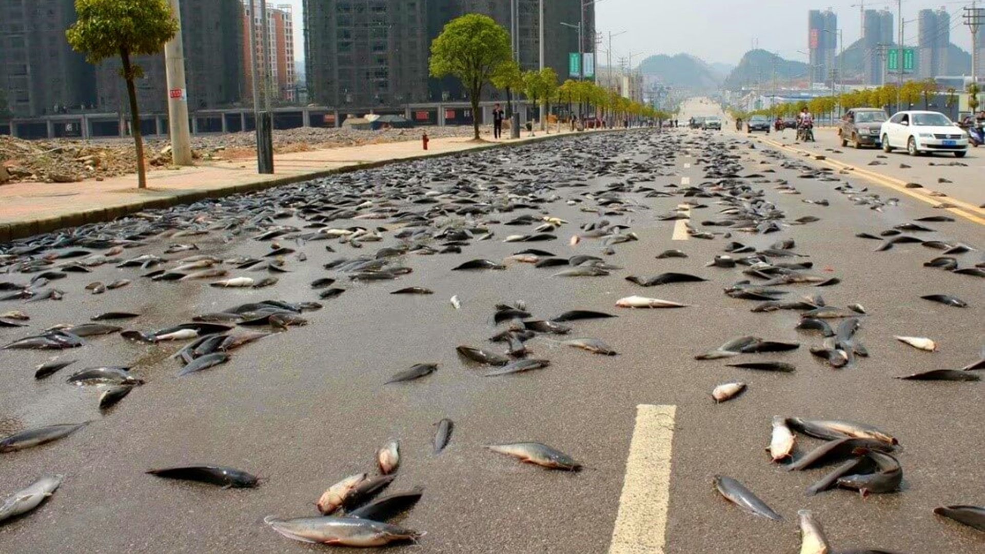 上万条鱼随暴雨从天而降,暴雨过后上万条活鱼从天而降