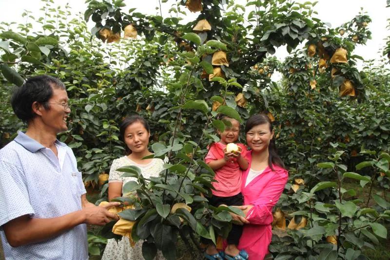 汝南县板店乡魏岭村黄金梨,汝南县板店乡魏岭黄金梨