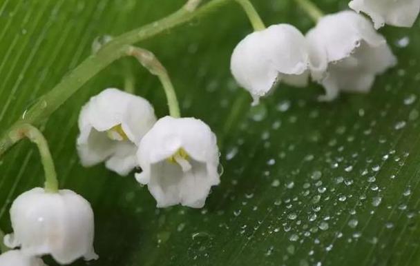 铃兰花怎么养才能更茂盛,铃兰花怎么养才好看