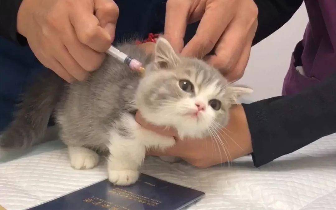 猫皮肤肉瘤,猫口腔长肉瘤怎么办
