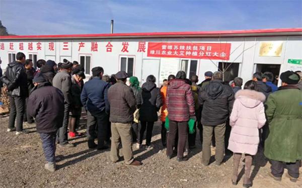 创业励志篇,艾草致富项目