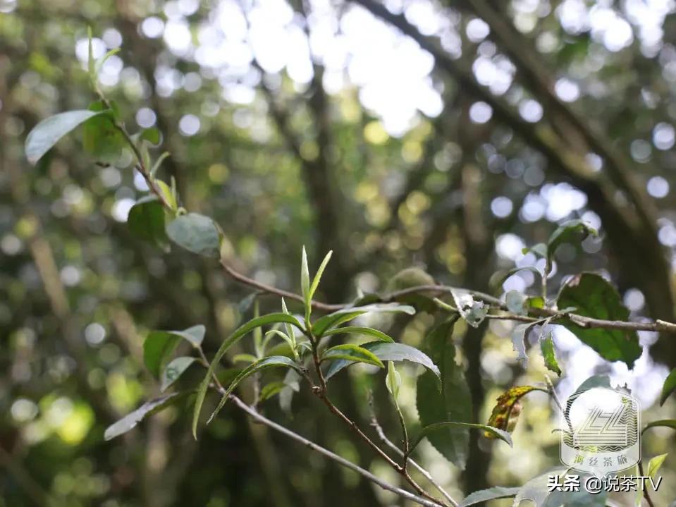 福鼎白茶还有“十不采”规定？让我们去河山有机茶园一探究竟