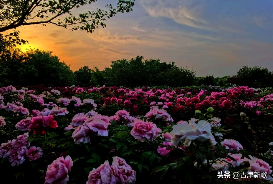 最美牡丹诗词20首,研究牡丹花