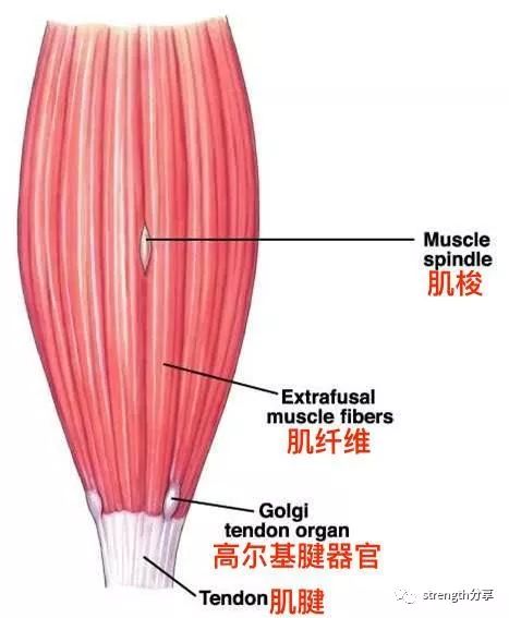 全套热身,正确的热身方法和步骤