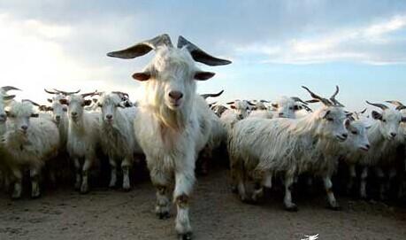 85度c面包市场前景好,85度c面包店怎么样