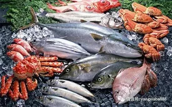 养不死的淡水冷水观赏鱼鲟鱼,高密度养殖淡水鱼虾有哪些