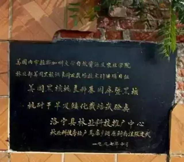 美国黑珍珠战机,美国黑战机