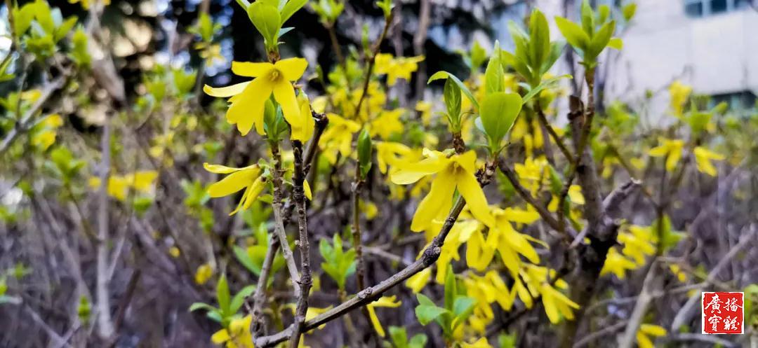 春天里的校园美景,春天里的校园很美