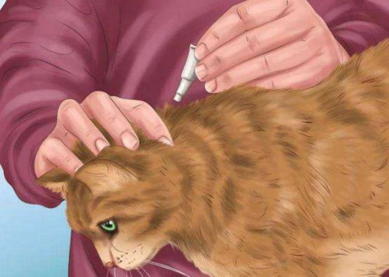 猫咪不出门需要驱虫吗,不出门的猫咪还用驱虫吗