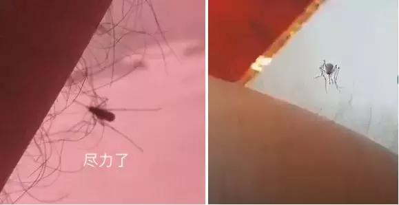 什么体质更容易长体毛,天生体毛旺盛是为什么