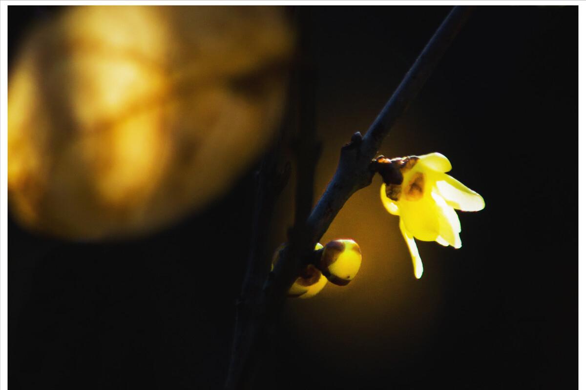 想念是有声的思念是无声的,想念是无尽的等待