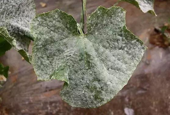 白芨病害及防治,白粉病发病规律防治措施