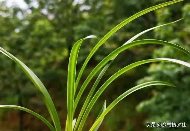夏季露养的兰花可以淋雨吗,兰花是不是不能淋太多雨