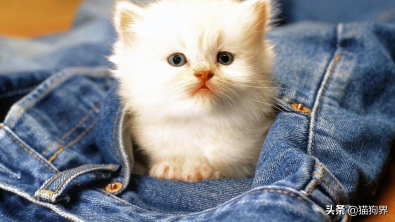 猫怎么体外驱虫驱跳蚤,猫咪按时驱虫还是有跳蚤怎么办
