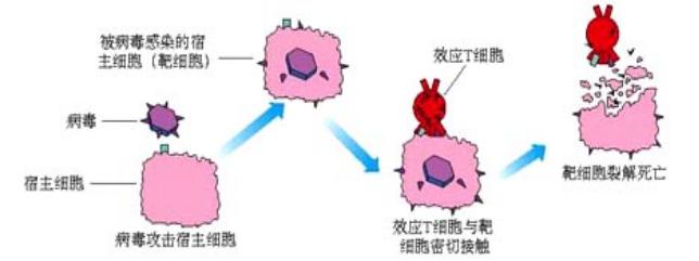 免疫力高才有症状吧,是不是免疫力就会提高很多