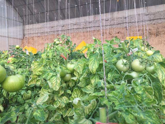 瀑布樱桃番茄掐尖打杈教程,大棚番茄春茬怎么打叶