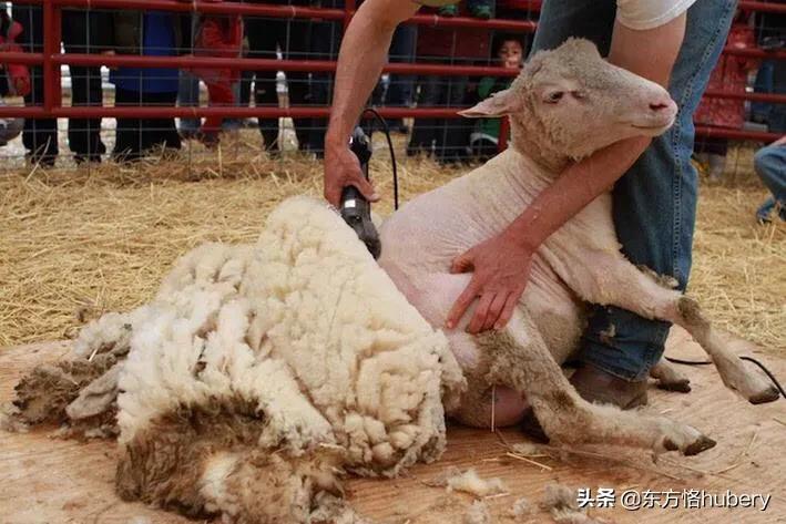 美国如何在全世界剪羊毛,美国是如何剪羊毛的