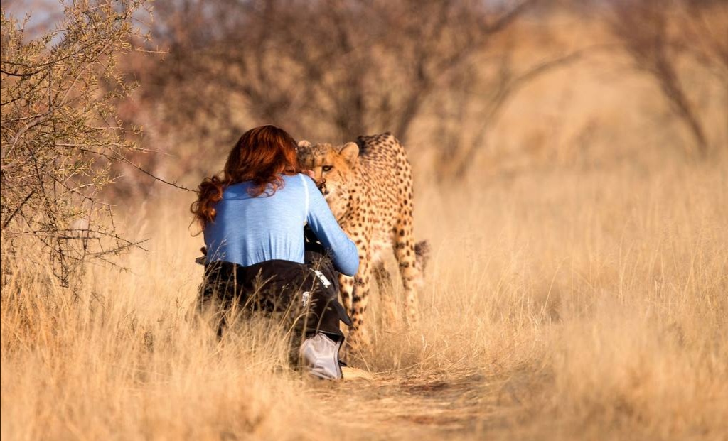 花豹捕食猎豹全过程,猎豹牛羚捕杀技巧