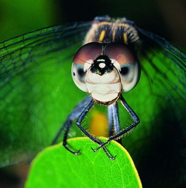 大范围蜻蜓出现什么现象,蜻蜓突然变多低空飞行是什么征兆
