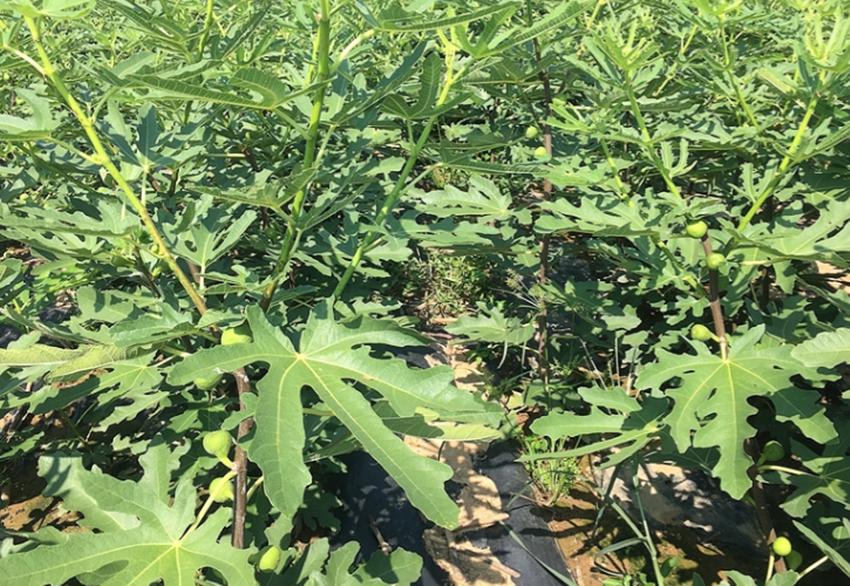 效益好的果树,什么果树经济效益最好