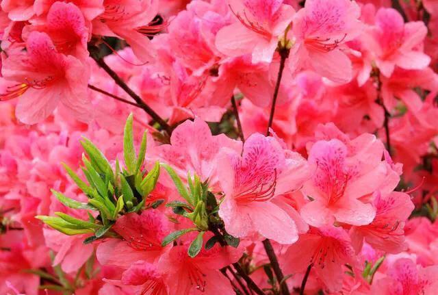 各国国花及其寓意,各国国花和象征意义