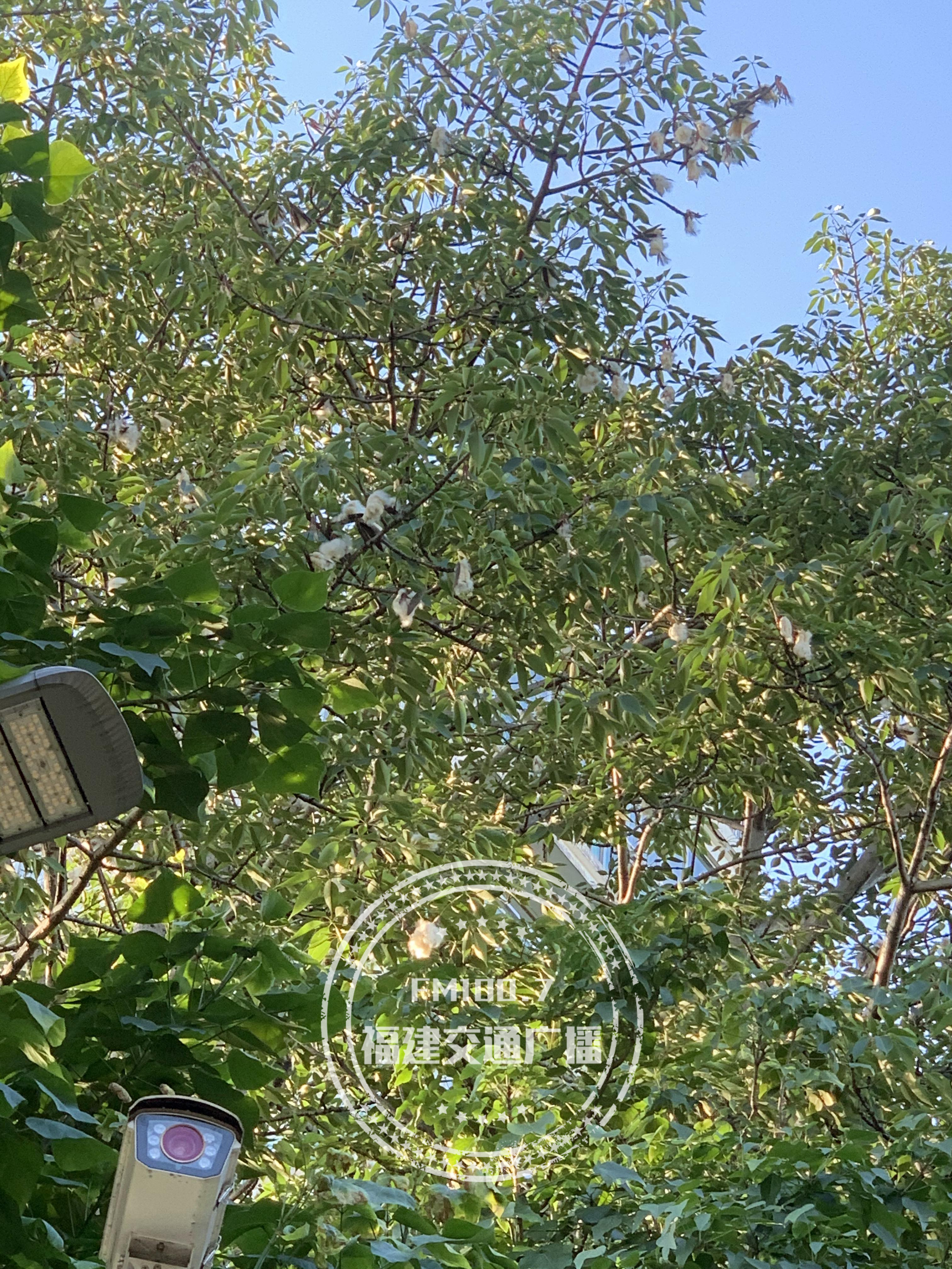 请一定远离木棉絮，福建各地都有，碰了后疼痒难忍，已经很多人中招