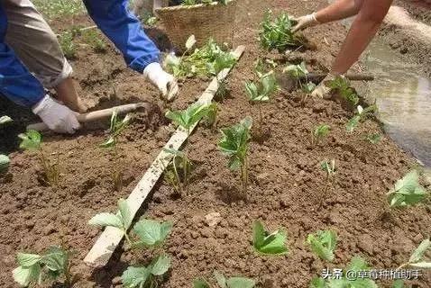 草莓育苗假植视频,草莓假植苗多少天能栽