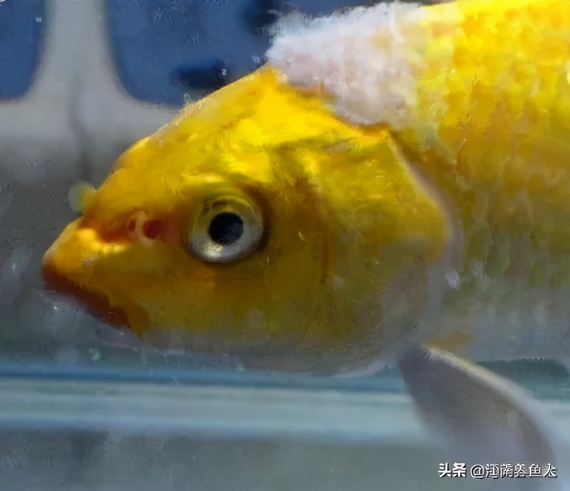 观赏鱼最常见的8种鱼病,大型观赏鱼土霉素治疗鱼病用法