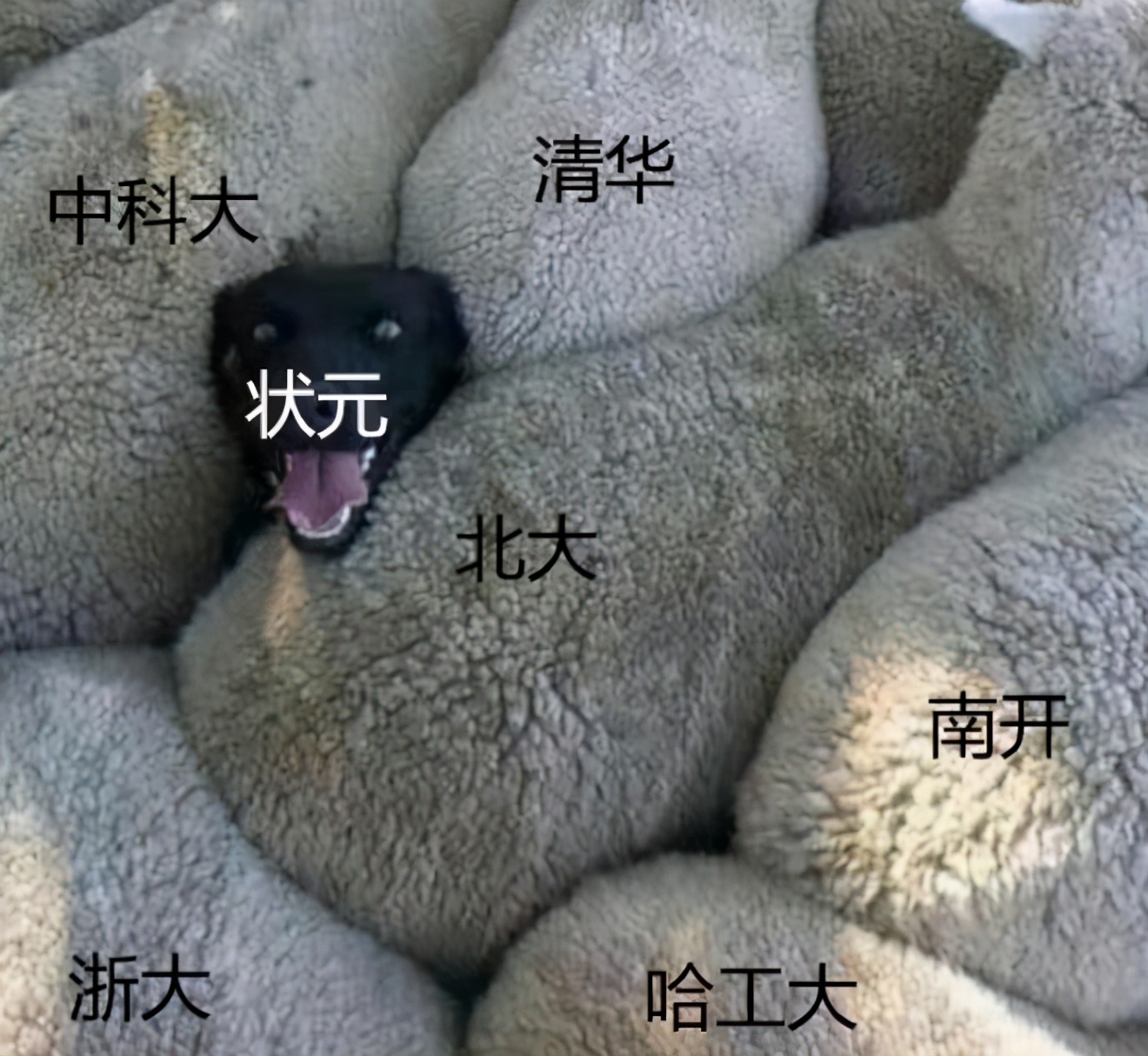 为什么清华北大也有招生老师,北大清华招生老师抢人大战