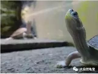 想养龟有什么讲求,想养陆龟你需要注意的十件事