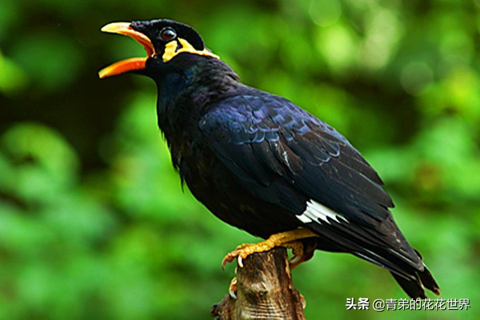 笼养肉鸽有哪些品种,笼养宠物有哪些品种